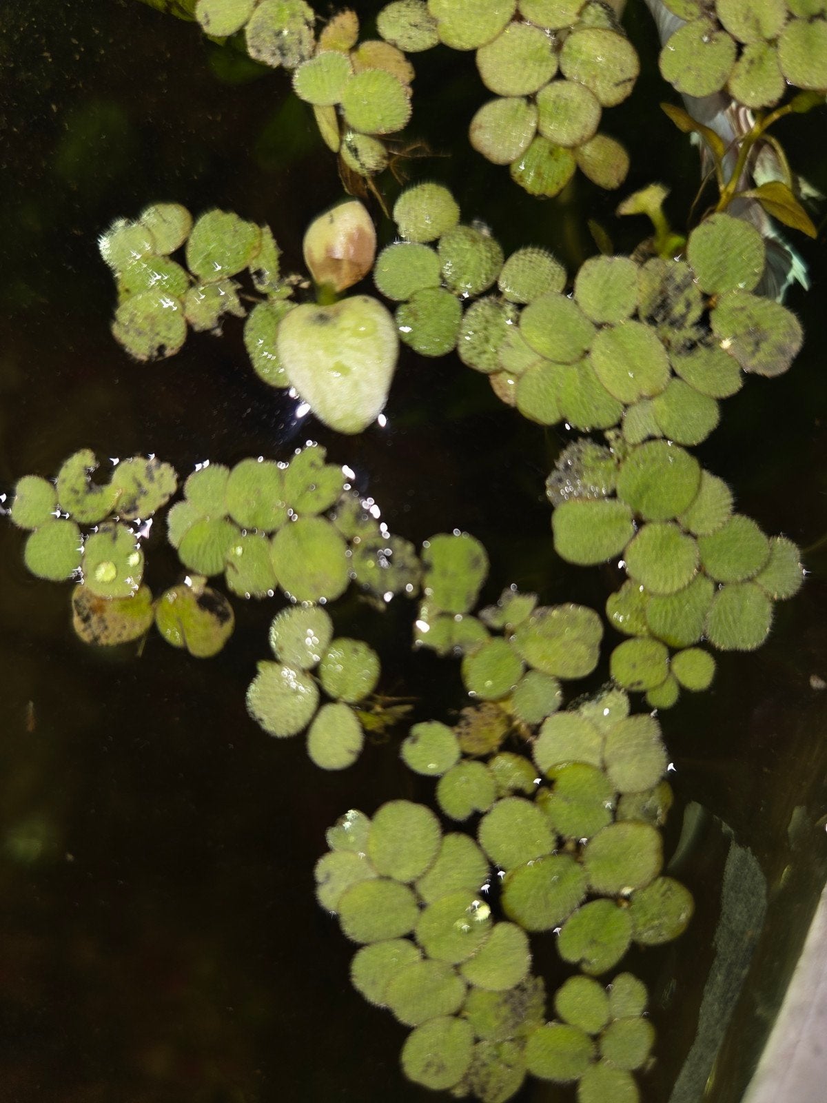 drijfplantjes aquarium, Ophalen