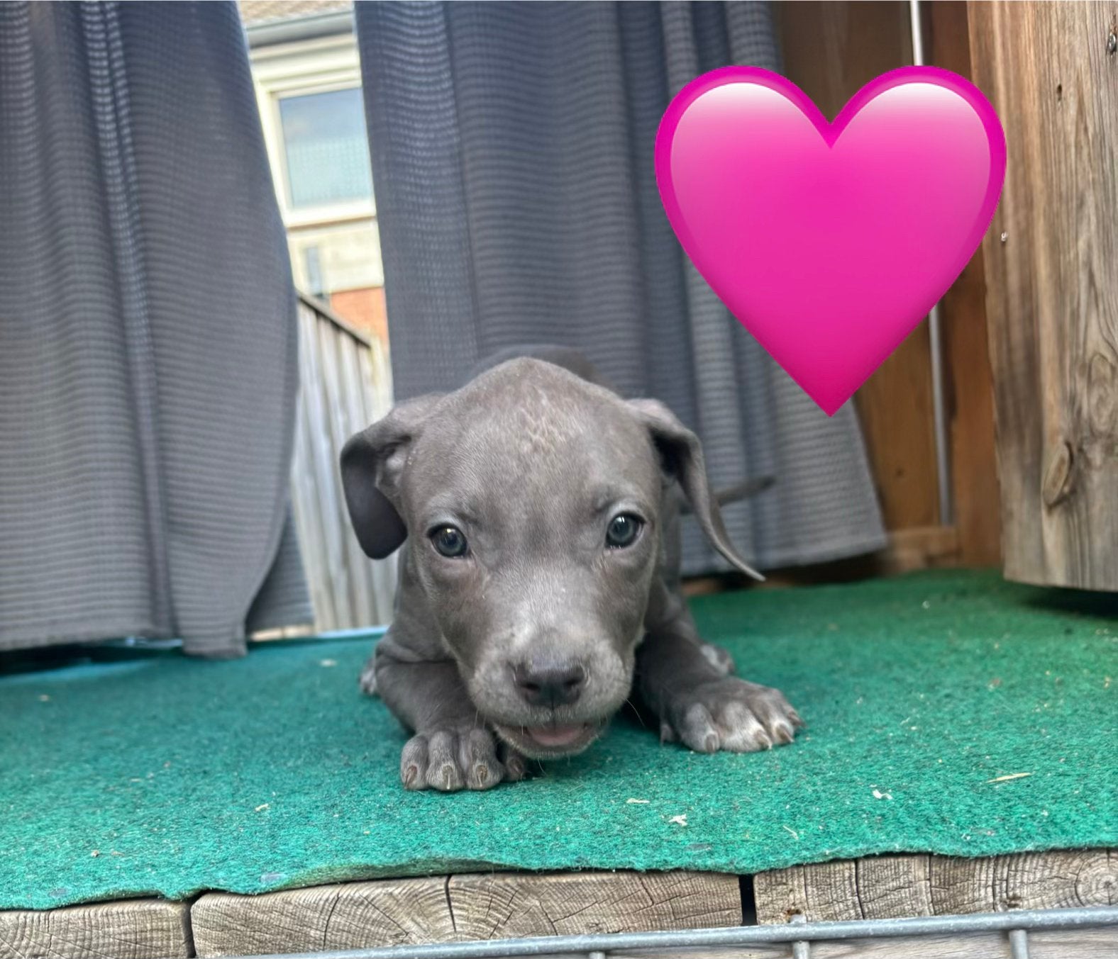 Puppies 8 weken oud!, 8 tot 15 weken, Groot, Meerdere, Meerdere dieren