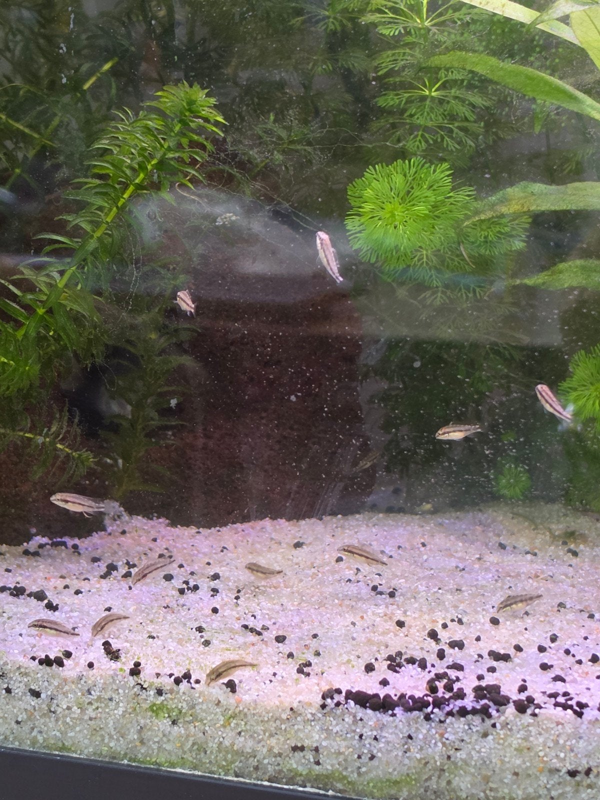 jonge kersenbuikjes, Dieren en Toebehoren, Vissen | Aquariumvissen, Vis, Zoetwatervis