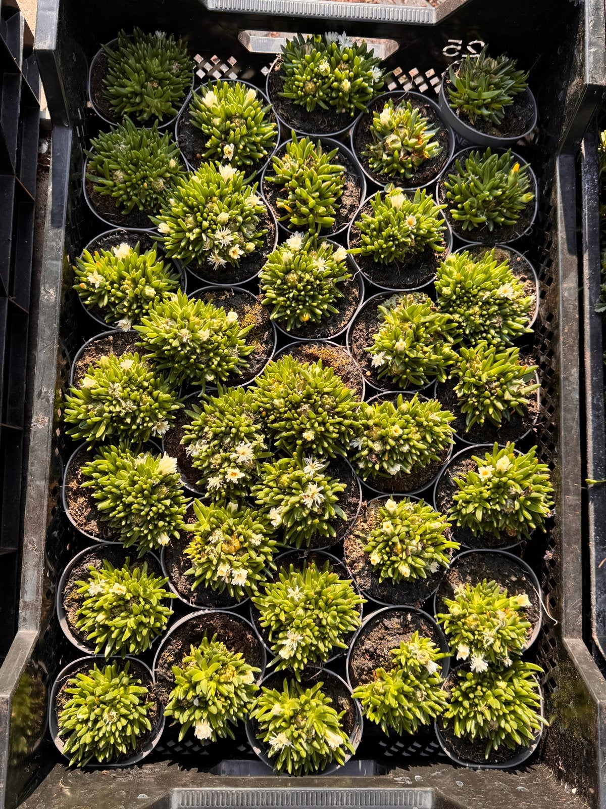 Foto 10 van Rotsplanten: 30 soorten,10 voor €10, sempervivum, sedums enz
