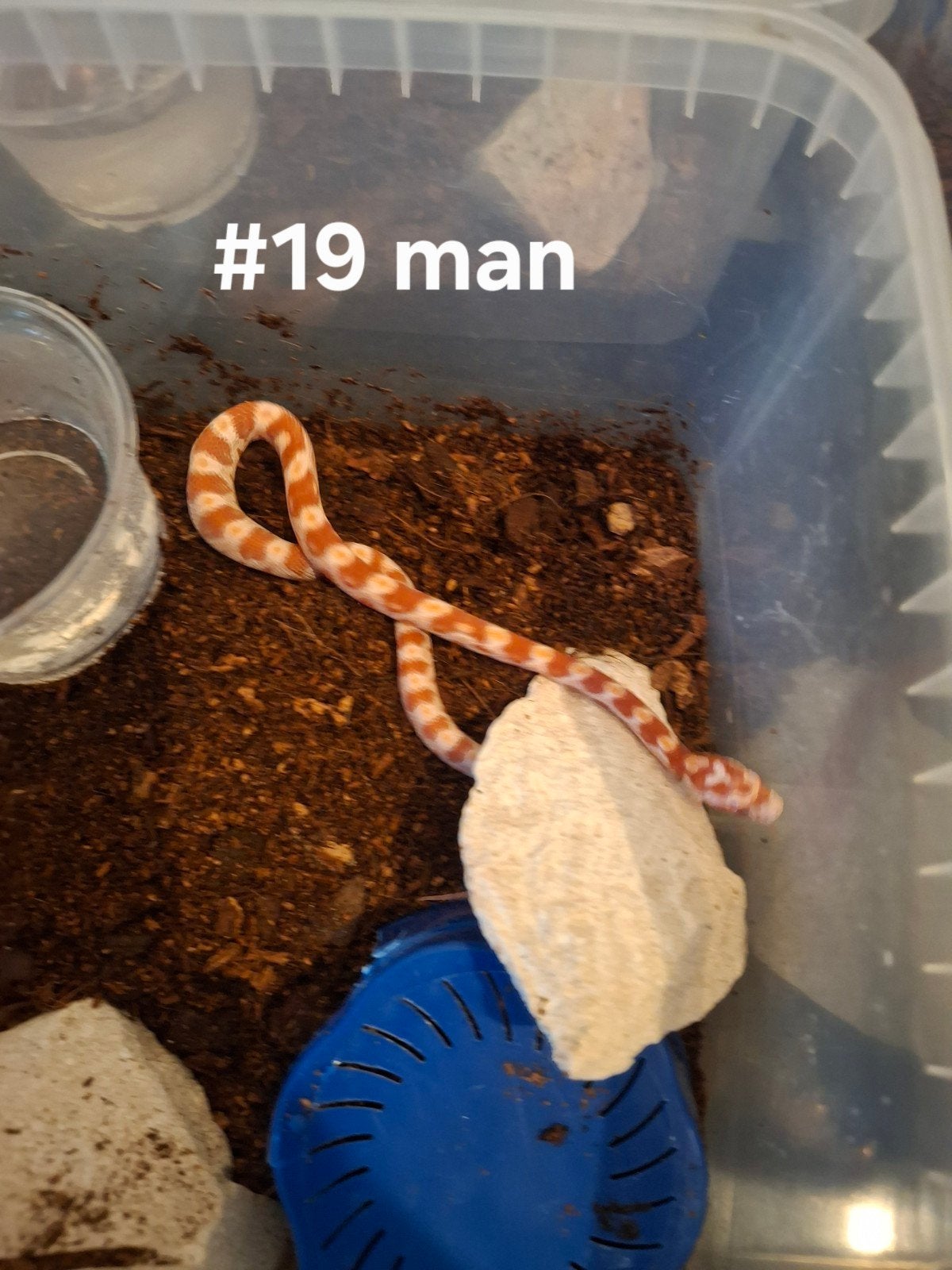 rattenslang nakweek 2026 Pantherophis guttatus Corn Snake photo 16