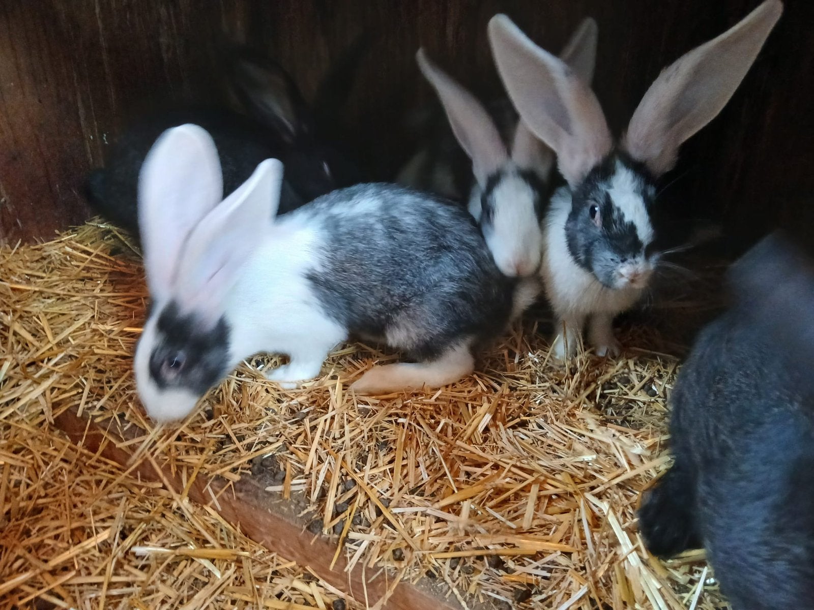 Jonge Vlaamse reuzen, Meerdere dieren, Groot, 0 tot 2 jaar