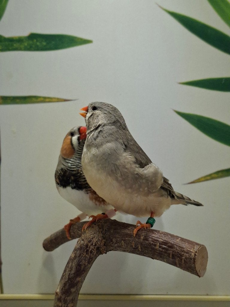 Zebravink koppel 1, Meerdere dieren, Tropenvogel, Geringd
