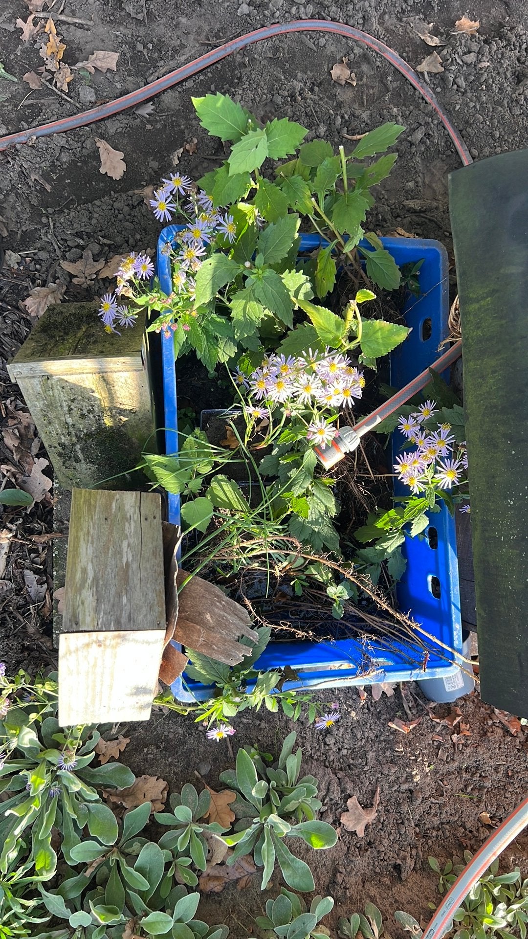 Lila herfst asters, Ophalen, Overige soorten, Volle zon