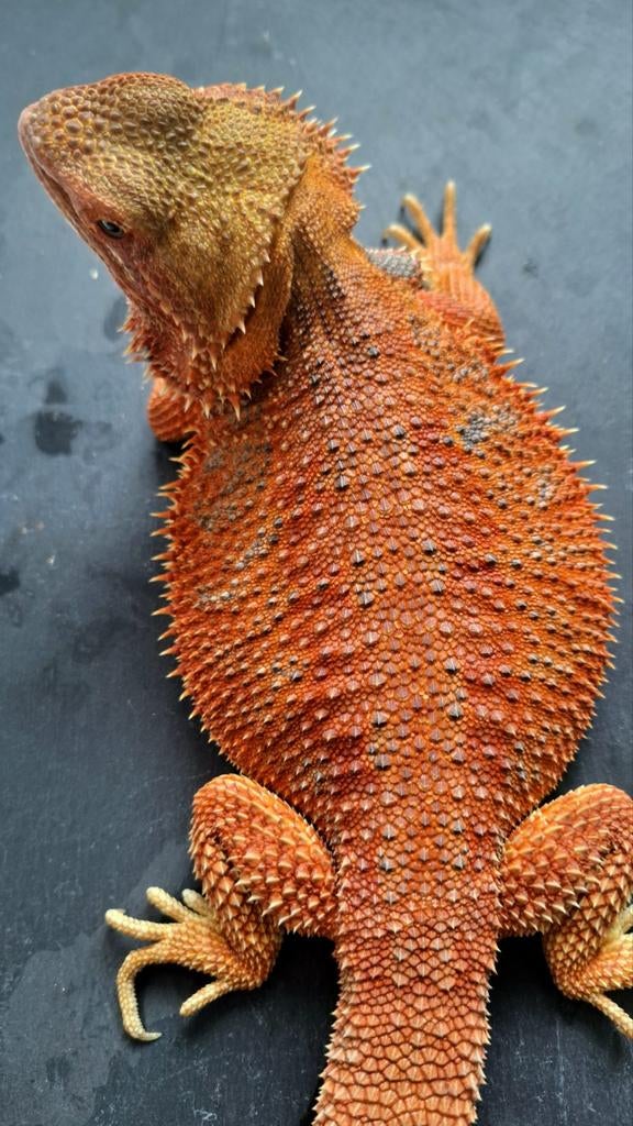 Rode Hypo met blauw baardagaam vrouw 9 maanden Bearded Dragon - female for sale from Design Dragons