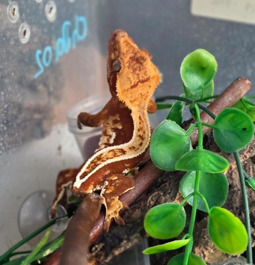 Red Tricolor Whitewall Emptyback wimpergekko man, Dieren en Toebehoren, Hagedis, 0 tot 2 jaar