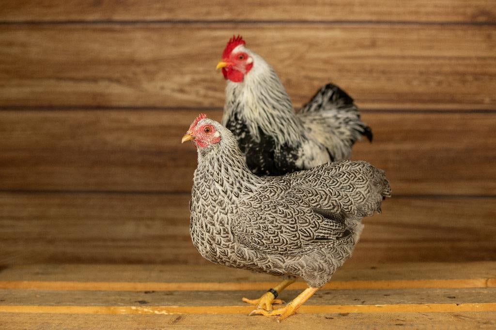 Plymouth rock krielen | Krielkippen | Jonge kippen, Dieren en Toebehoren, Pluimvee, Meerdere dieren, Kip
