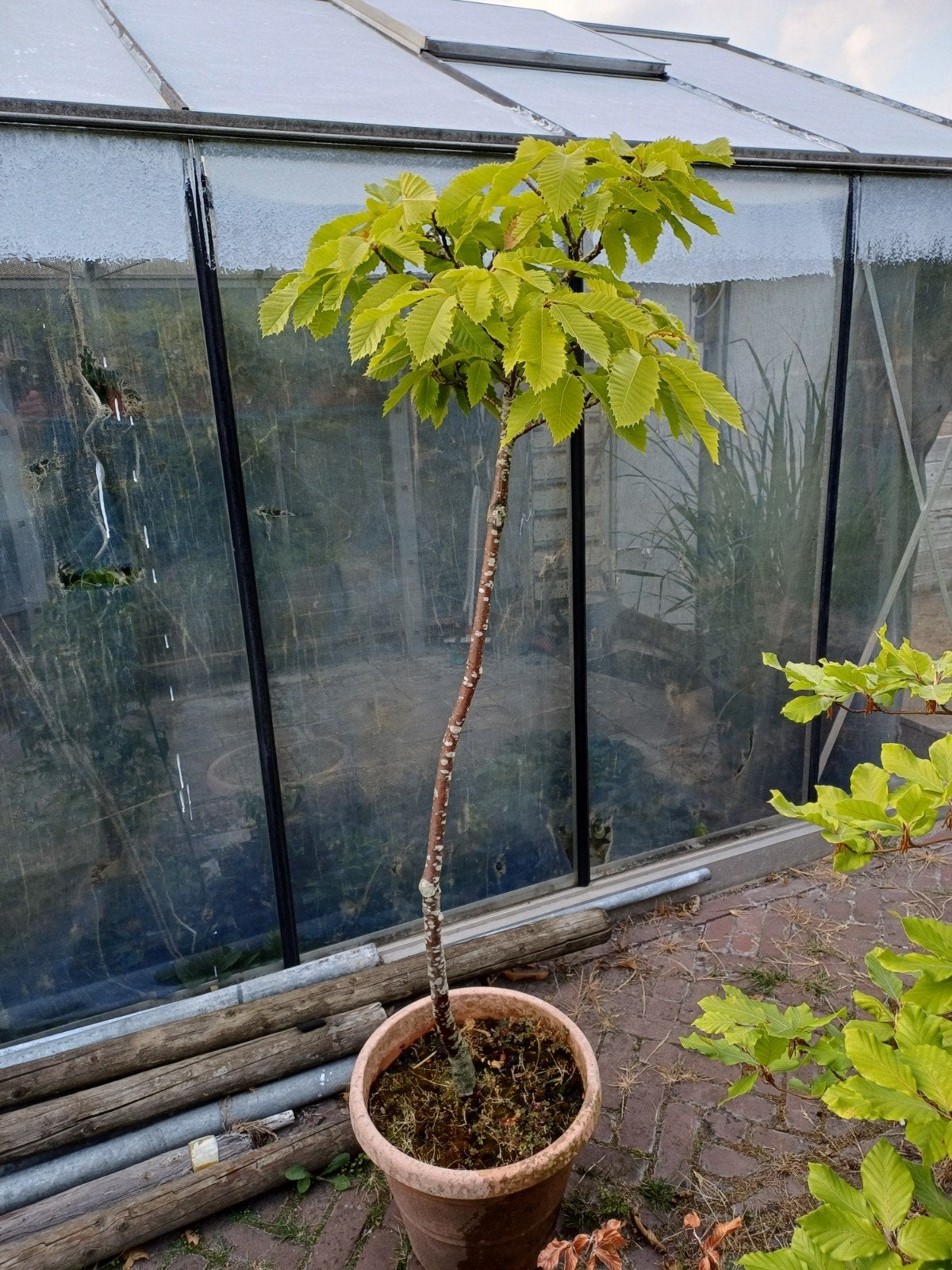 kastanjeboom, Ophalen, Minder dan 100 cm, Overige soorten, Lente