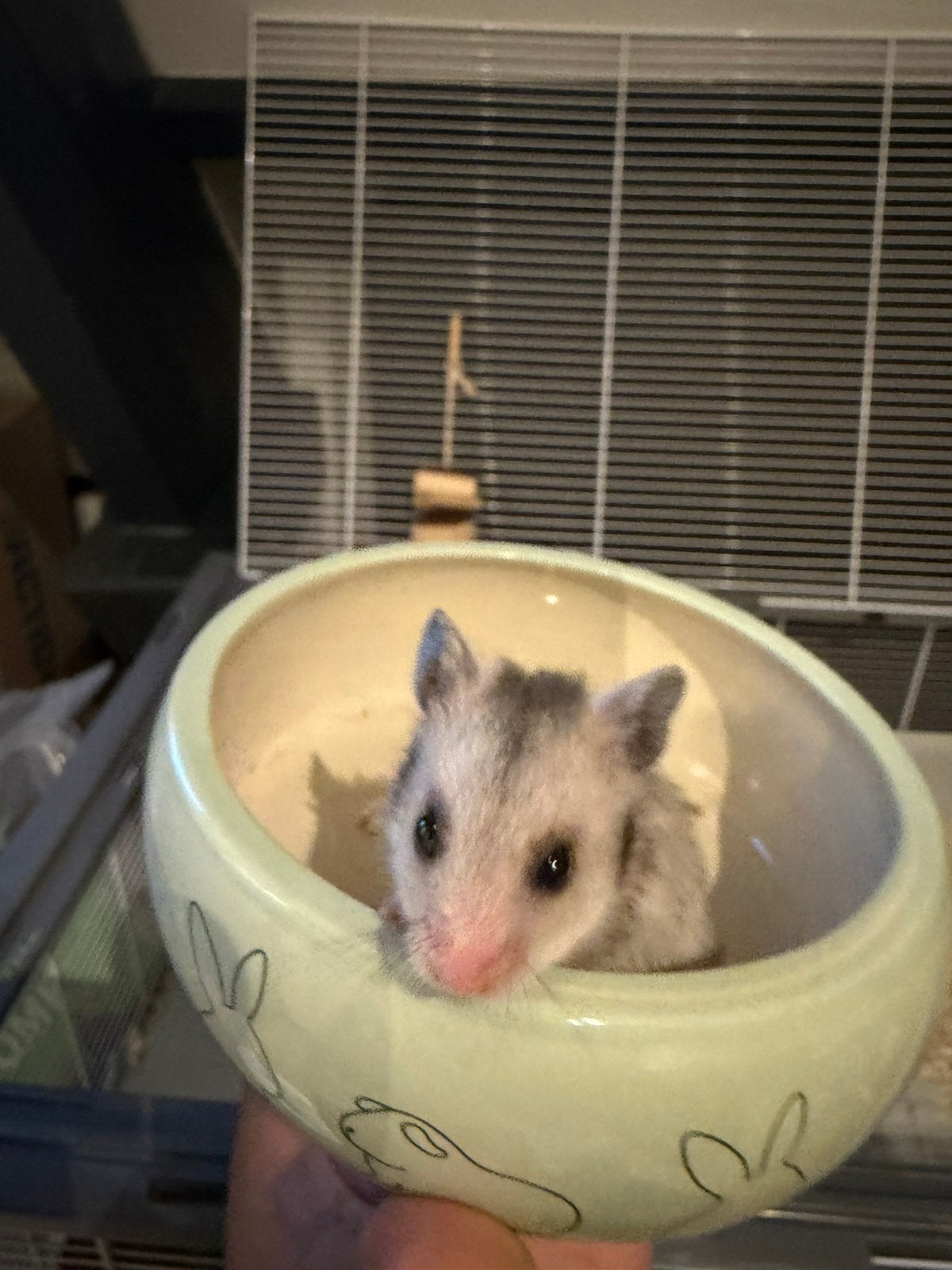 Baby hamsters, Hamster, Juli, Vrouwelijk, Tam