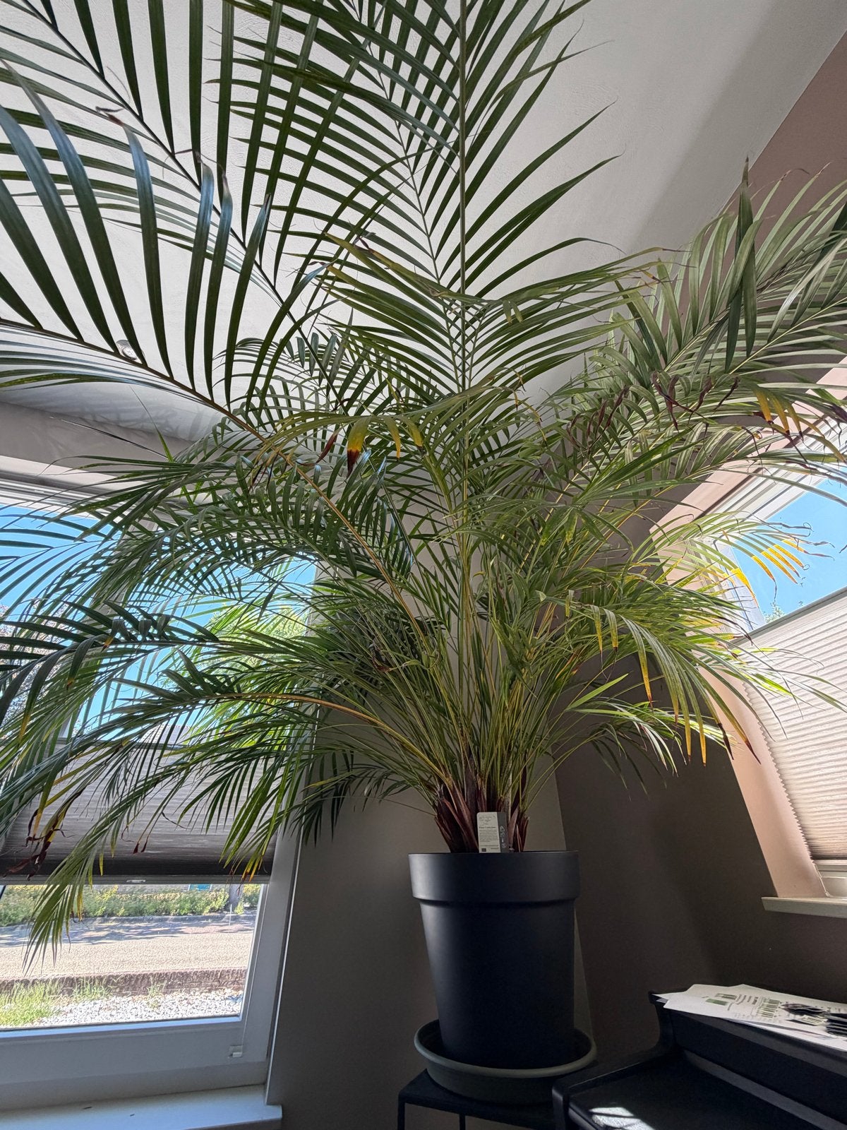 Grote, mooie Dypsis Lutescens (Areca Palm) zoekt nieuw huis, Huis en Inrichting, Kamerplanten, Ophalen, 100 tot 150 cm, Palm, Halfschaduw