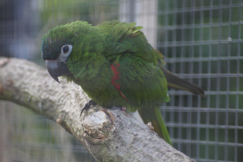 Koppel Ara Nobilis, Meerdere dieren, Papegaai