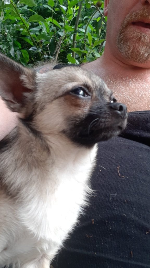 Mooi Chihuahua reutje., Dieren en Toebehoren, Parvo, Reu, Eén hond, Chihuahua