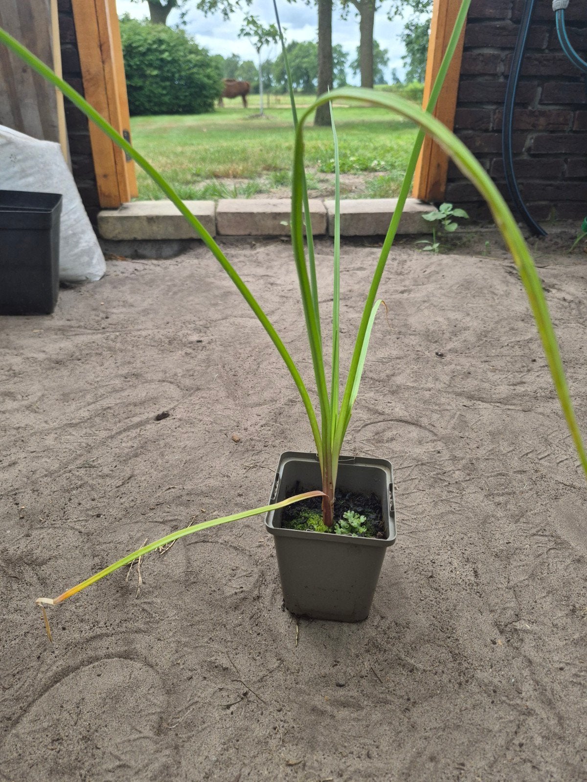 Kniphofia (Fakkellelie) - Prachtige Vaste Plant, Volle zon, Vaste plant, Zomer, Ophalen