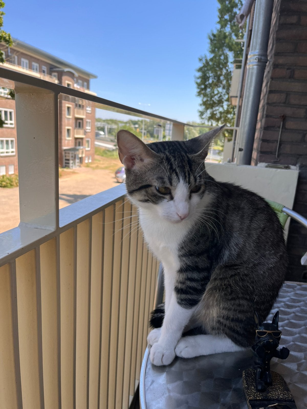 🐱 Lief kitten & kater zoeken een nieuw thuis ❤️ poes ook, Kater