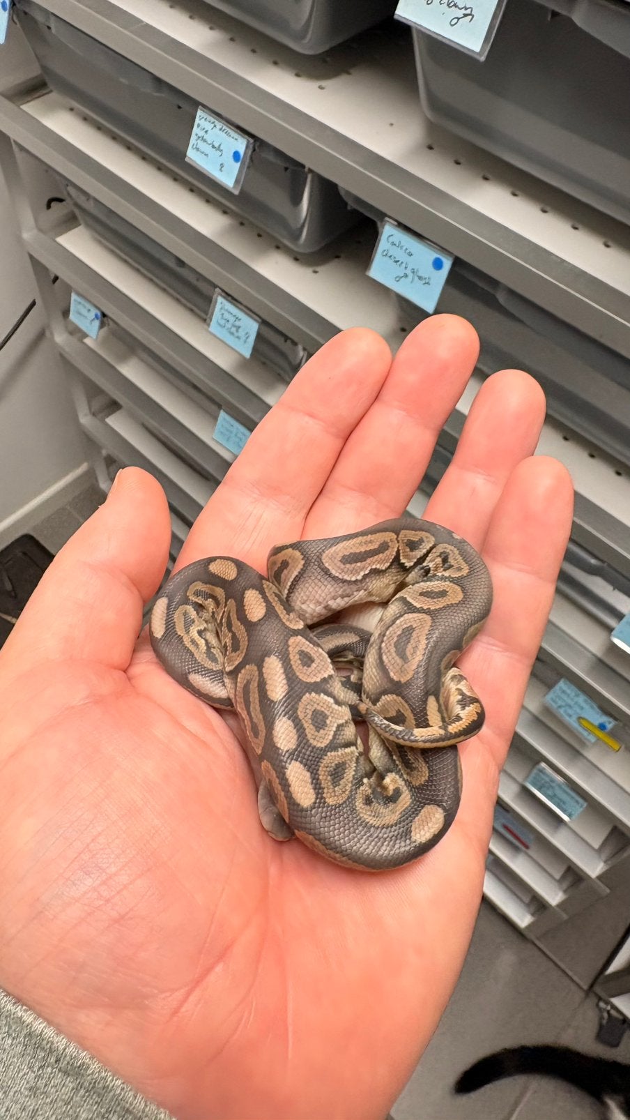 Cinnamon hypo ball python Ball Python photo 3