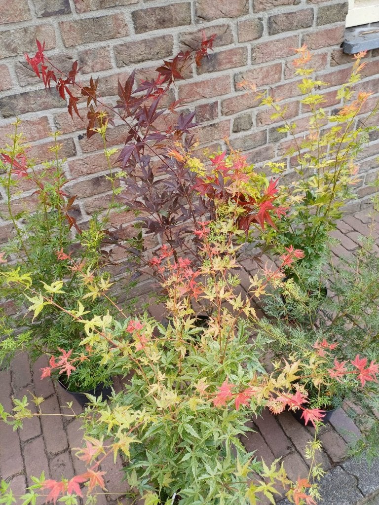 Japanse esdoorn (Acer palmatum), Vaste plant, Bloeit niet, Halfschaduw, Ophalen