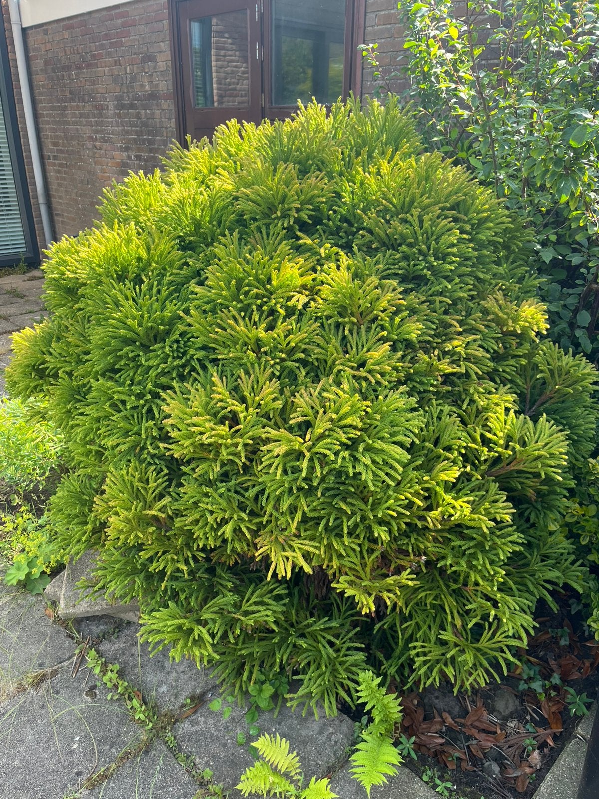 Japanse cipres, groenblijvende conifeer, Ophalen, Conifeer, 100 tot 250 cm
