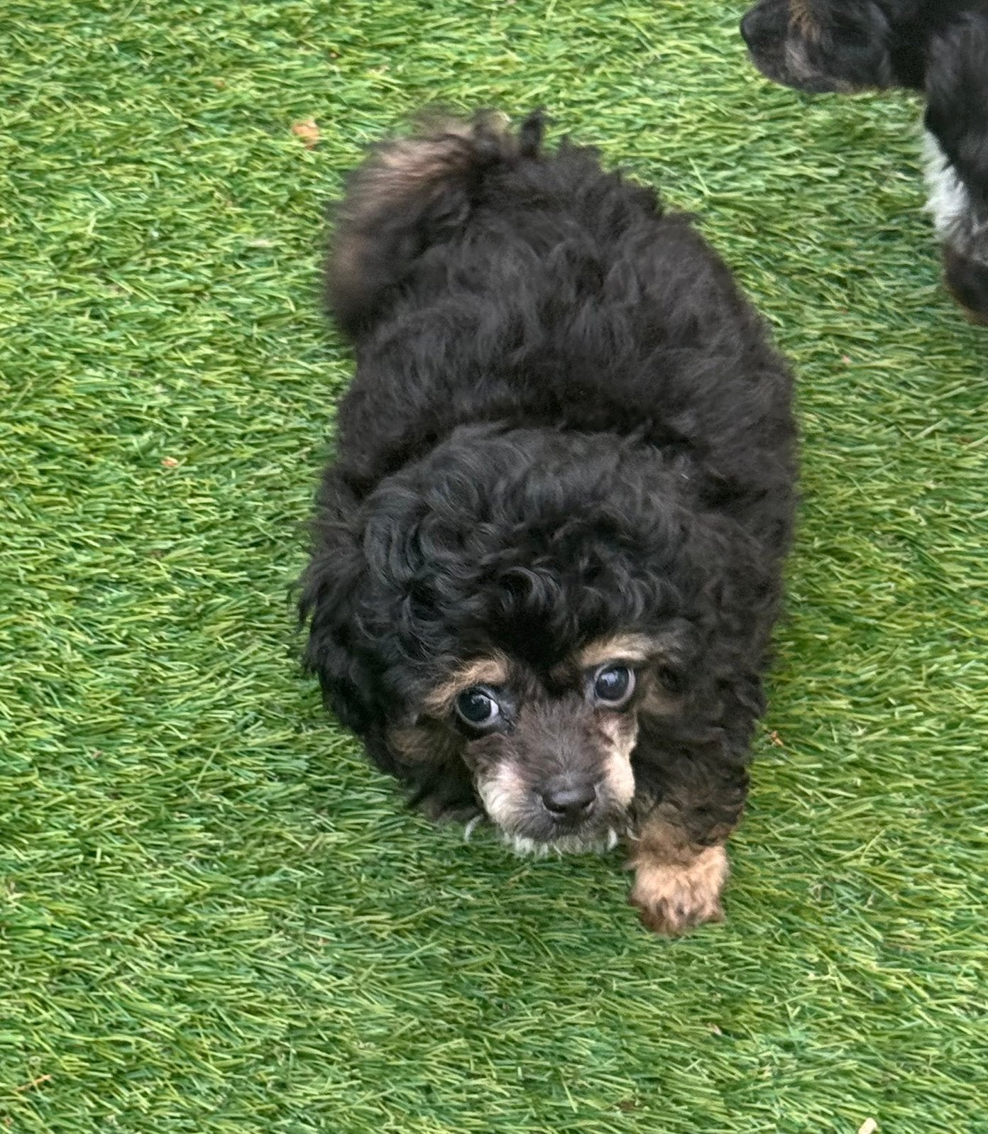 Drie toy poedel pupjes, Poedel, Parvo, Reu, 8 tot 15 weken