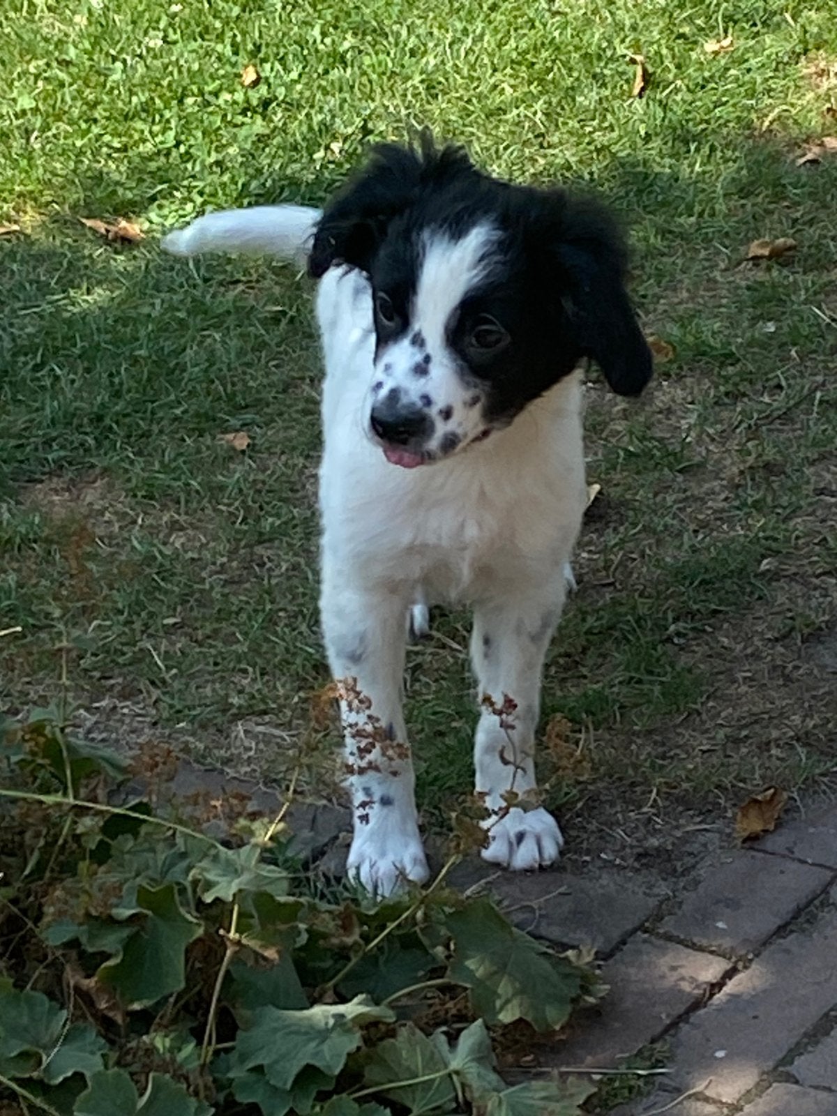 Vrolijke en speelse BORDER COLLIE x FRIESE STABIJ pups, Parvo, Nederland, 8 tot 15 weken, Meerdere