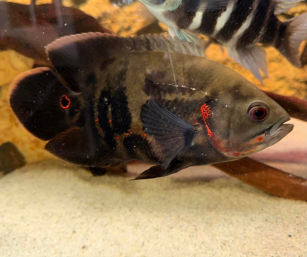 Oscar pauwoog, Dieren en Toebehoren, Vis