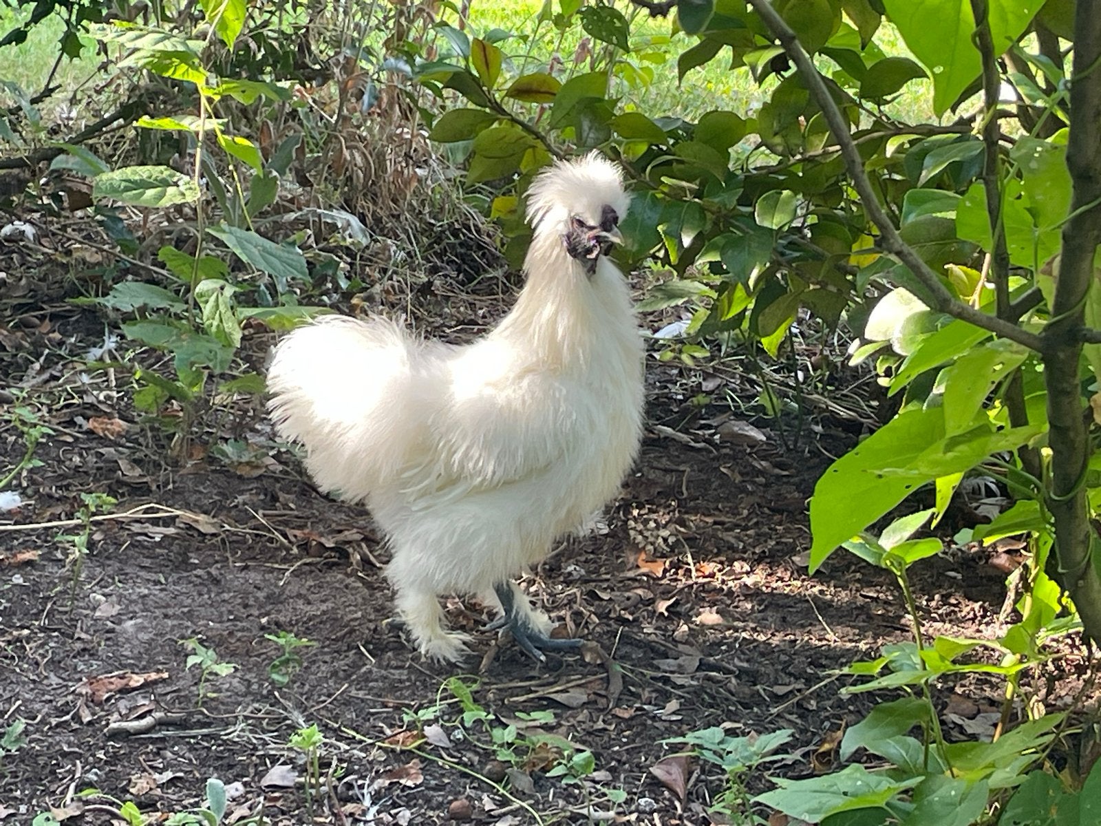 Witte zijdehoen haan, Dieren en Toebehoren, Mannelijk, Kip