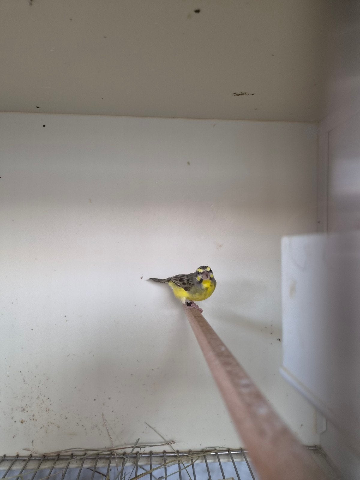 mozambiquesijs man gezocht, Dieren en Toebehoren