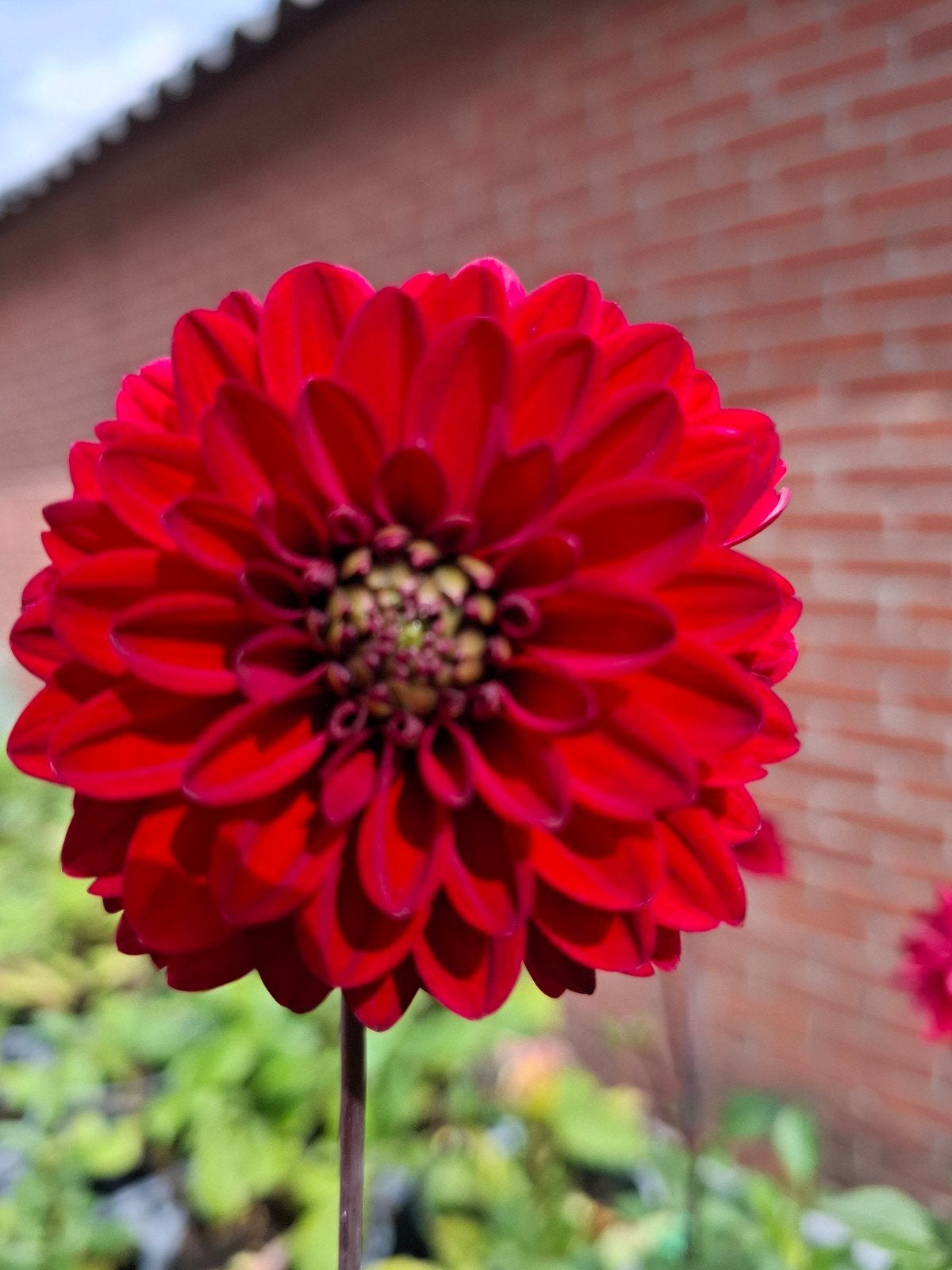 dahlia Night queen, Ophalen of Verzenden, Volle zon, Knol