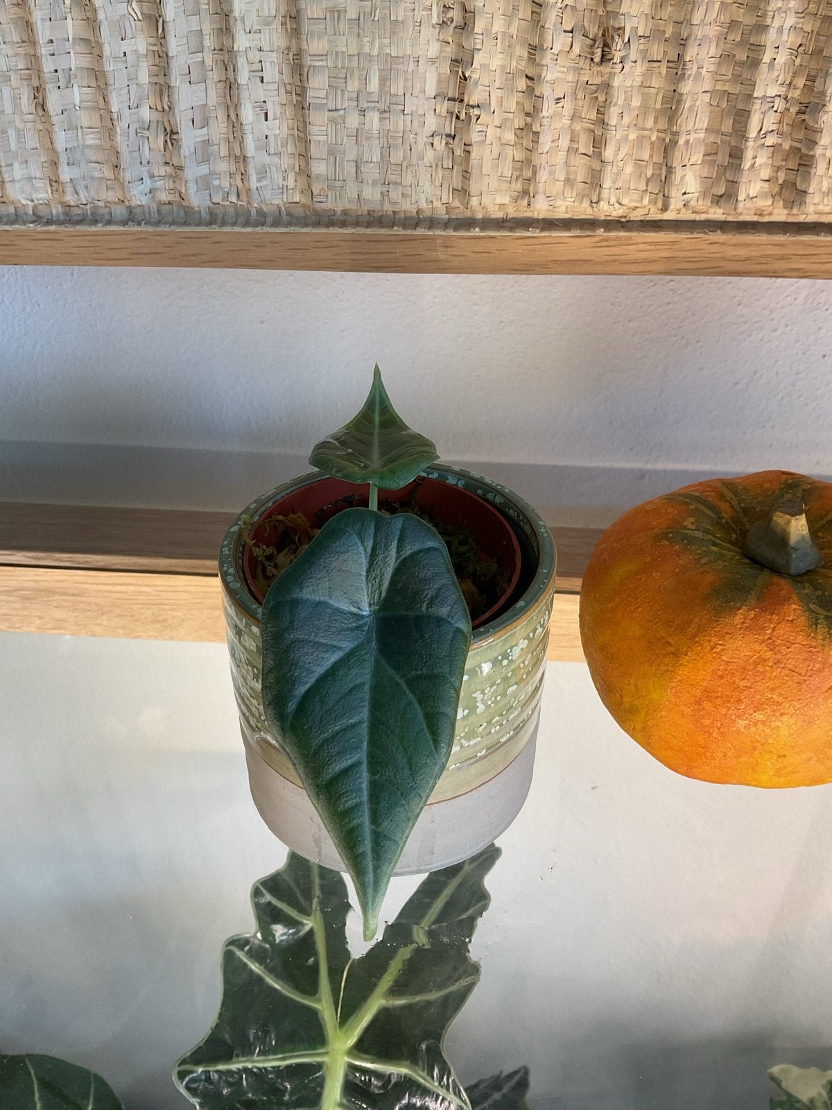 Alocasia Maharani babyplant, Overige soorten, Vaste plant, Ophalen of Verzenden, Bloeit niet