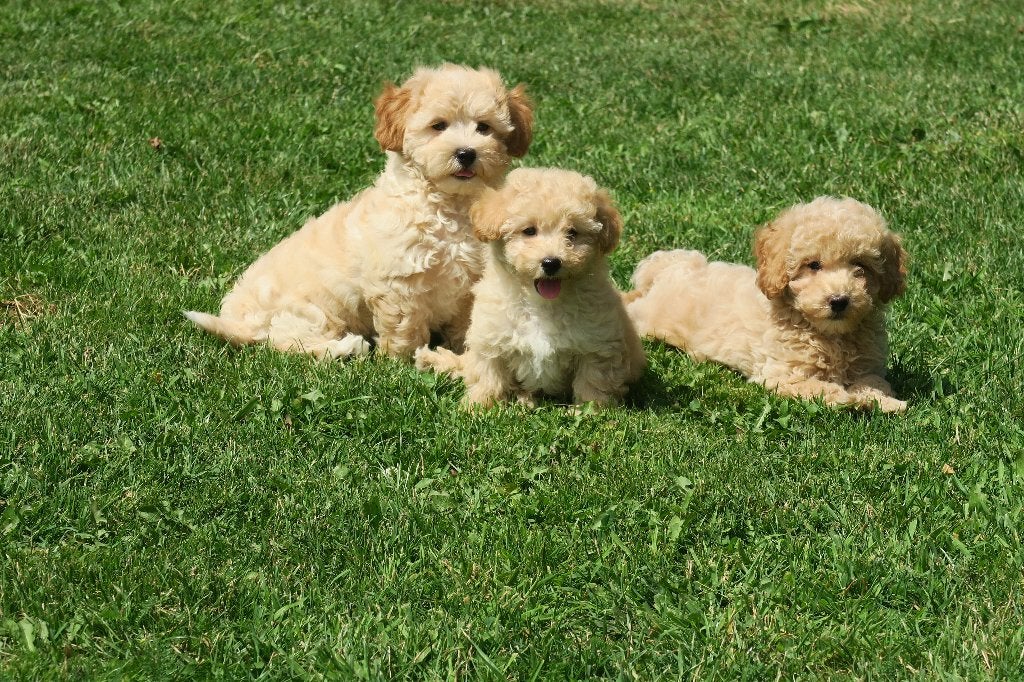 Knappe Maltipoo pups, Parvo, Maltezer, Nederland, 8 tot 15 weken