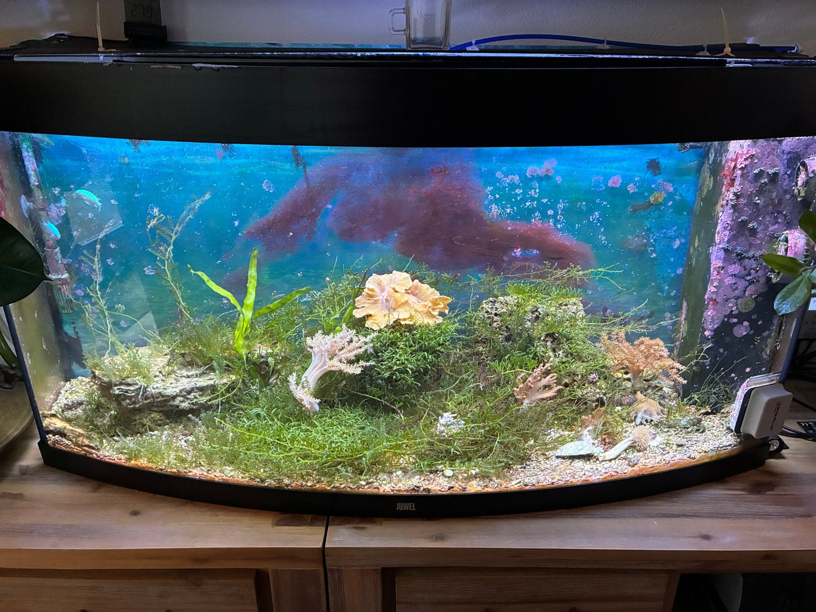 Zee aquarium juwel 260 liter compleet, Ophalen, Gevuld zeewateraquarium, Inclusief vissen, Zo goed als nieuw