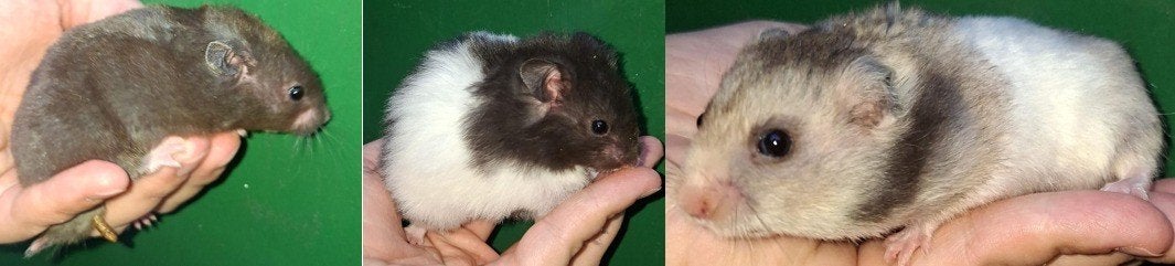 kindvriendelyke syrische hamster goudhamster van hobbyfokker, Dieren en Toebehoren, Knaagdieren, Hamster, Juni, Meerdere dieren