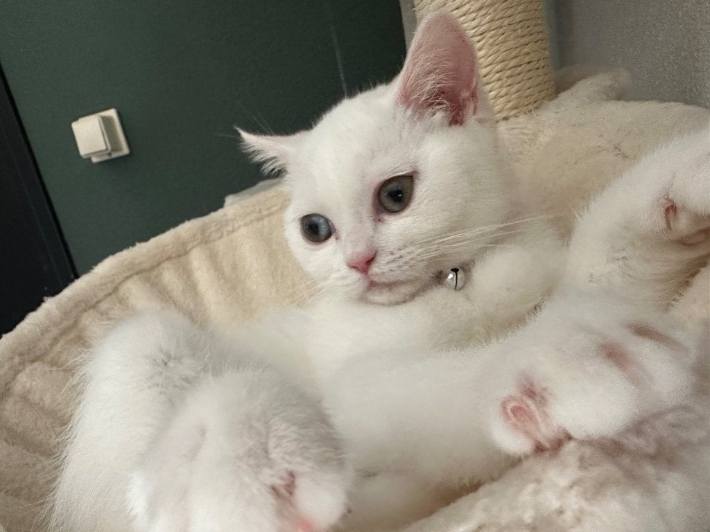 Prachtige witte Britse korthaar Bella, Poes, Ontwormd, 0 tot 2 jaar
