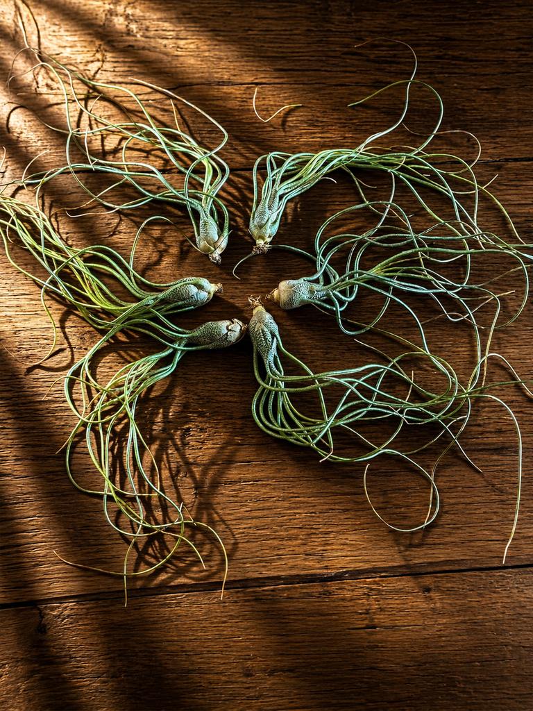 Tillandsia Butzii, Ophalen of Verzenden, Halfschaduw, Minder dan 100 cm