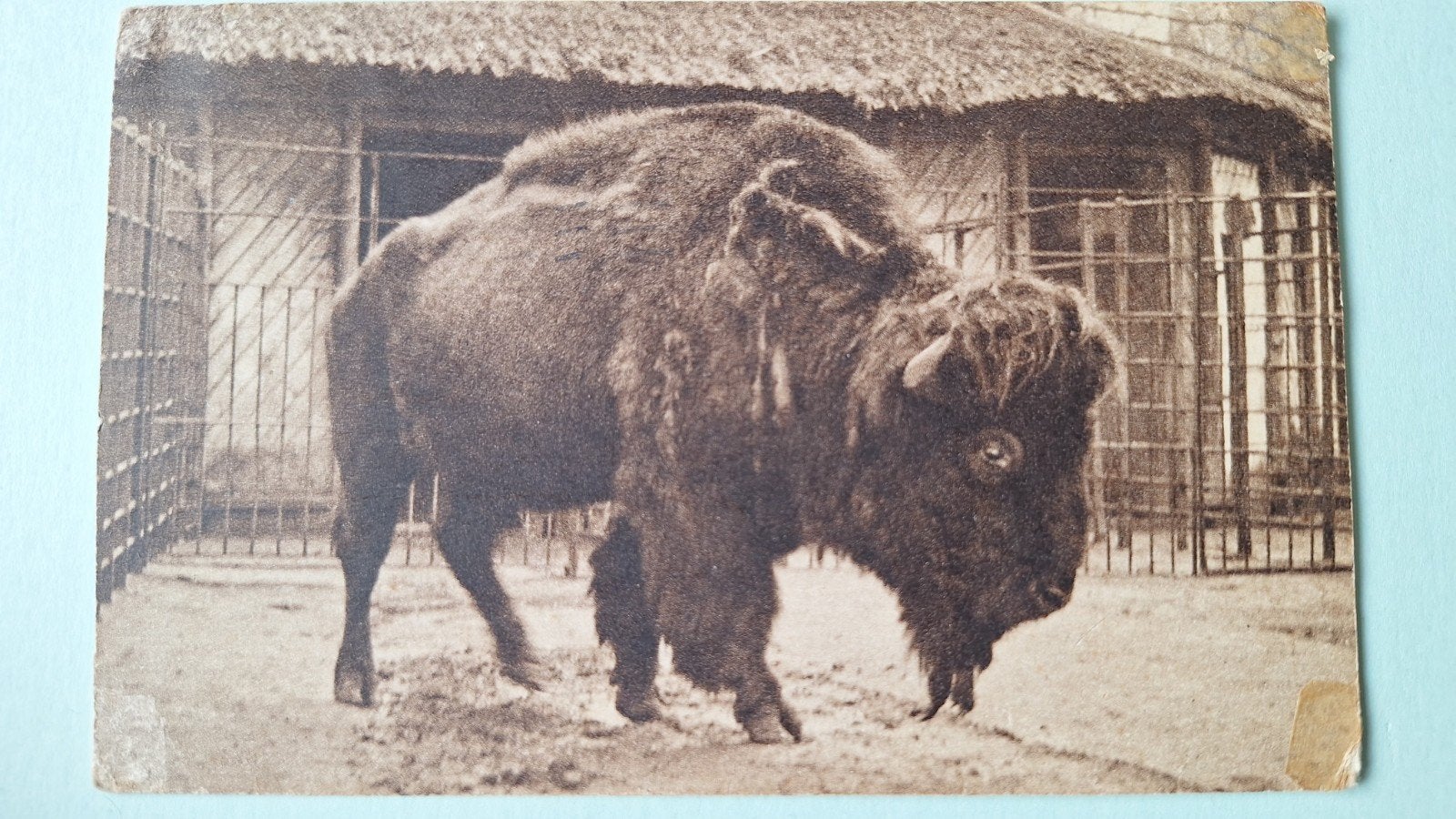 Diergaarde Blijdorp *, Ophalen of Verzenden, Voor 1920