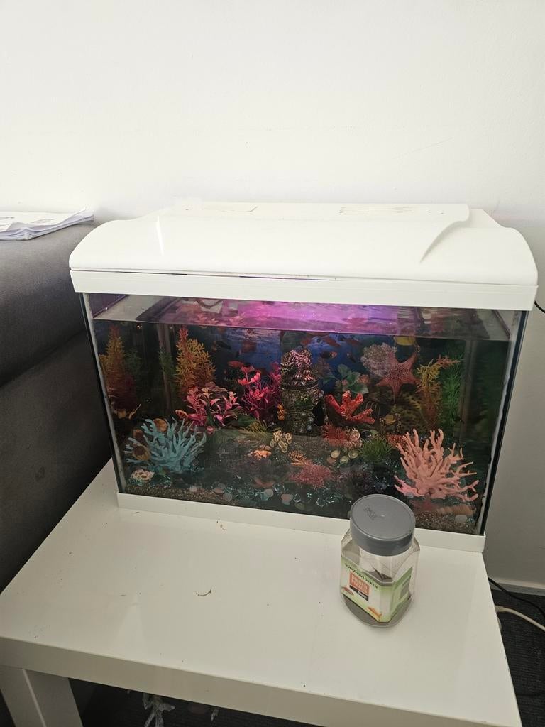 Aquarium met vissen en accessoires, Vis