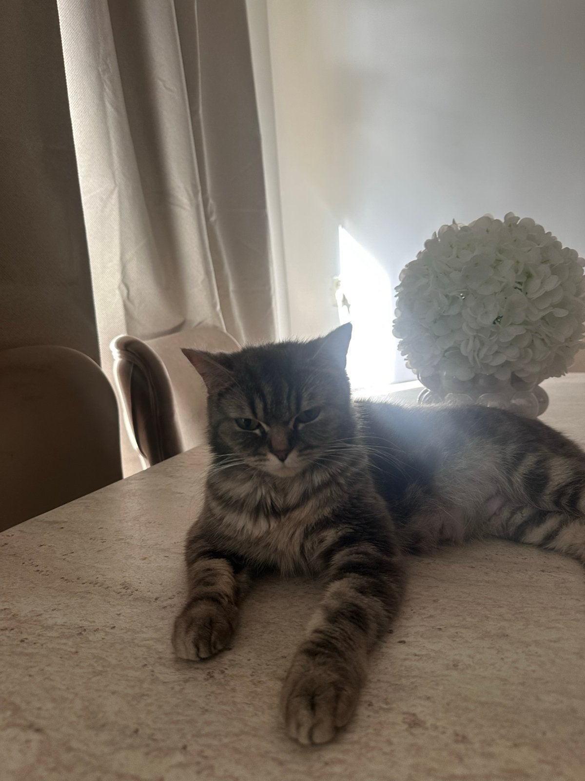 Katje, Dieren en Toebehoren, Poes