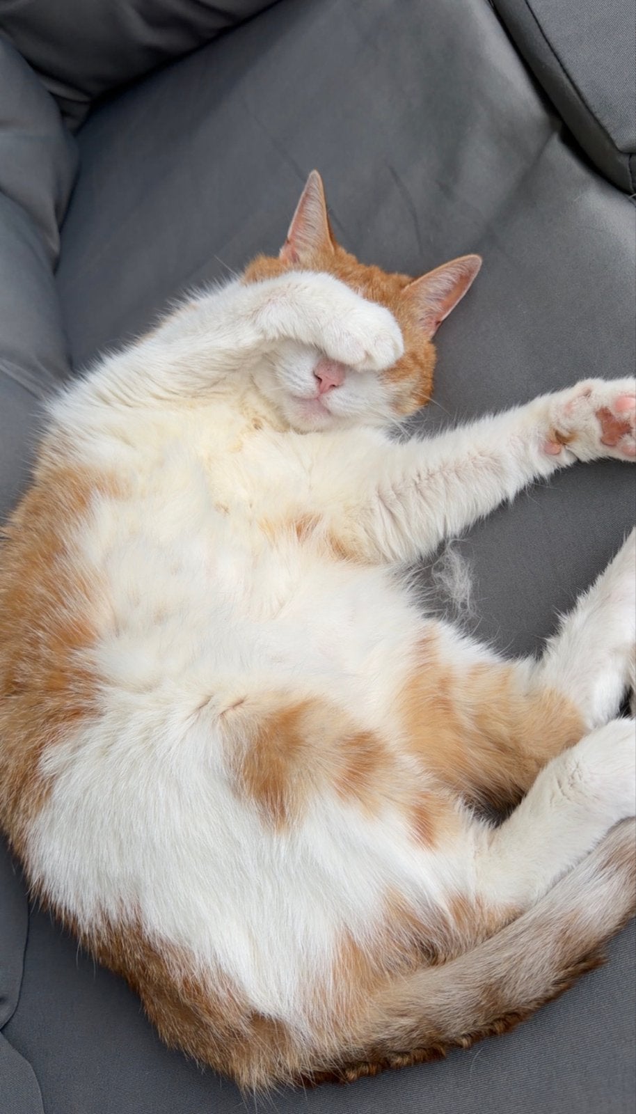 Europese korthaar, Poes, Kortharig, 6 jaar of ouder
