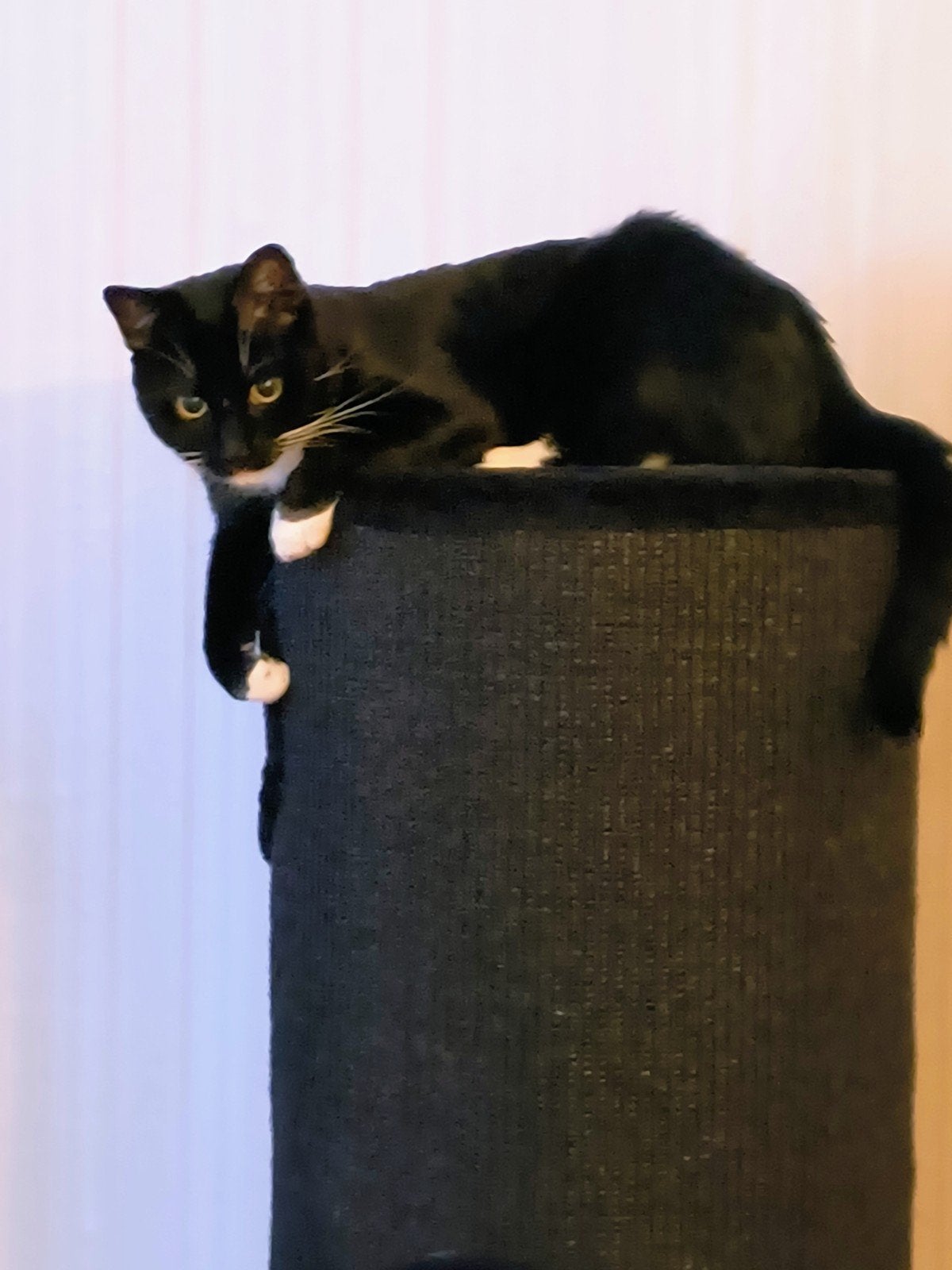 gratis af te halen wegens allergie. kater van net 2 jaar., Kater
