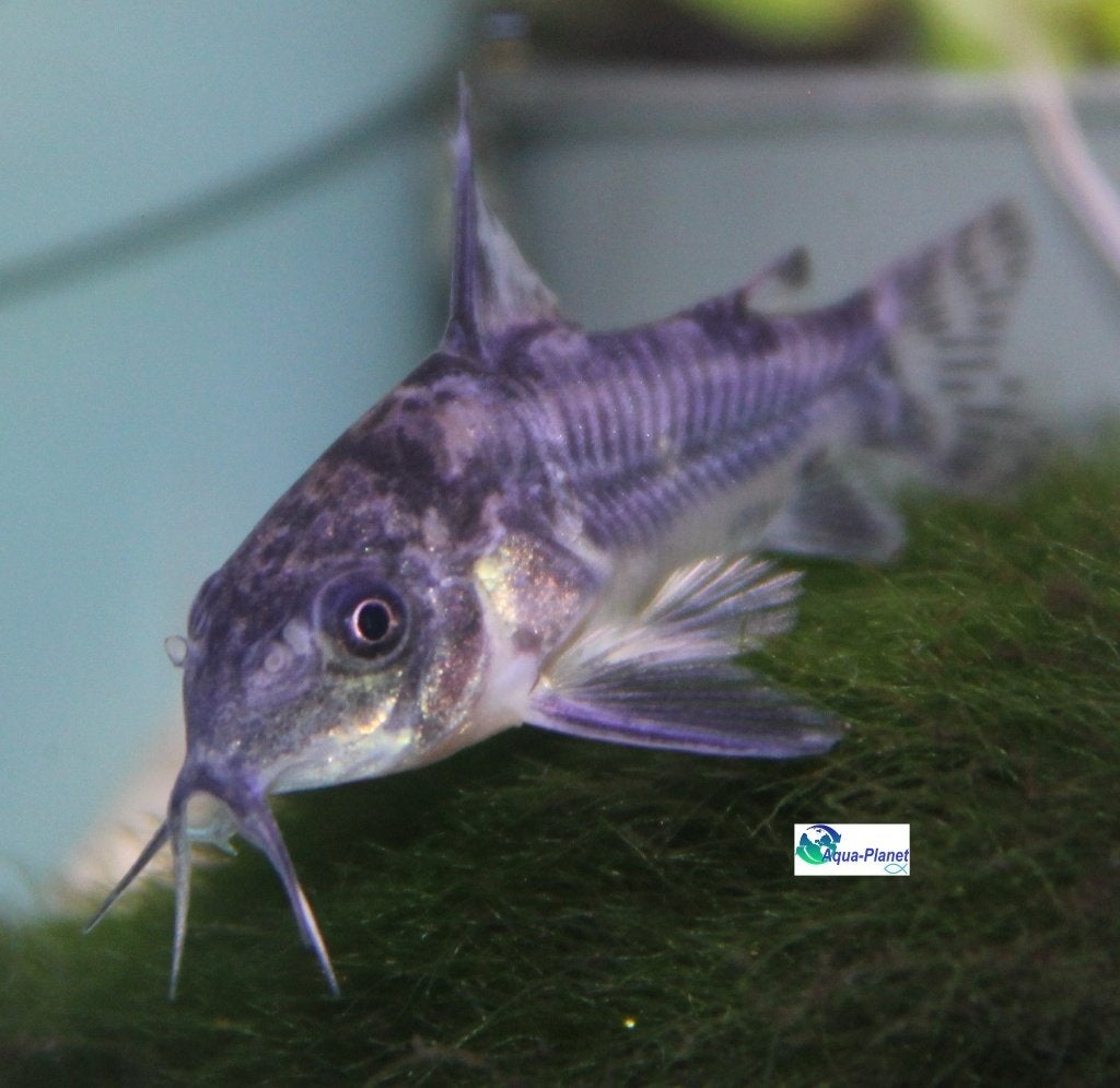 Corydoras paleatus, Dieren en Toebehoren, Vis, Zoetwatervis, Schoolvis