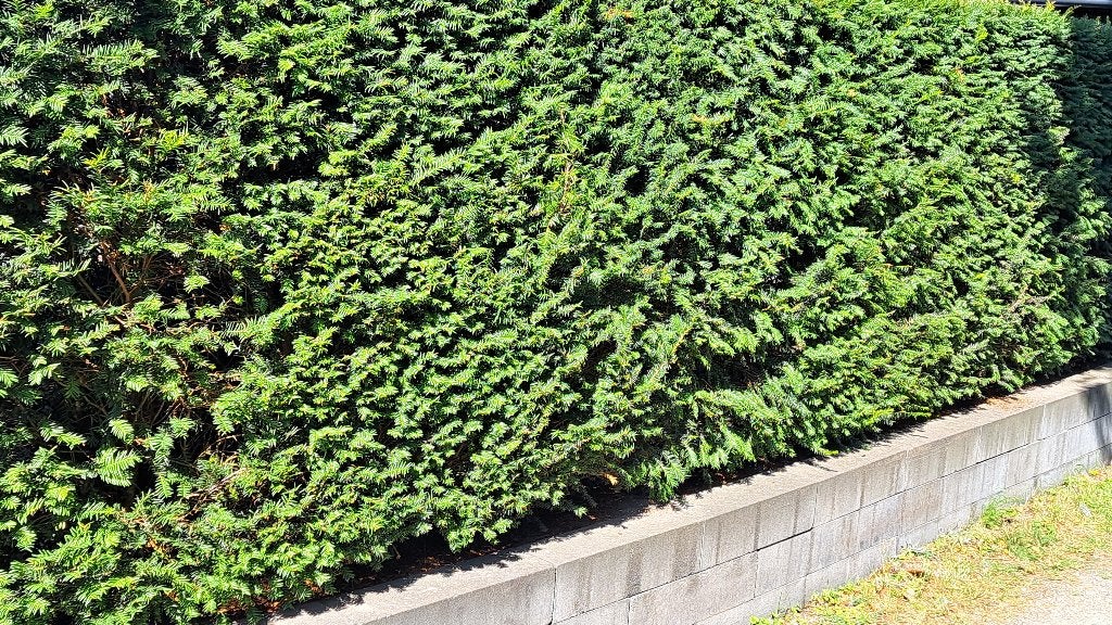 Mooie Taxus haag, Ophalen, Taxus, Haag, 100 tot 250 cm
