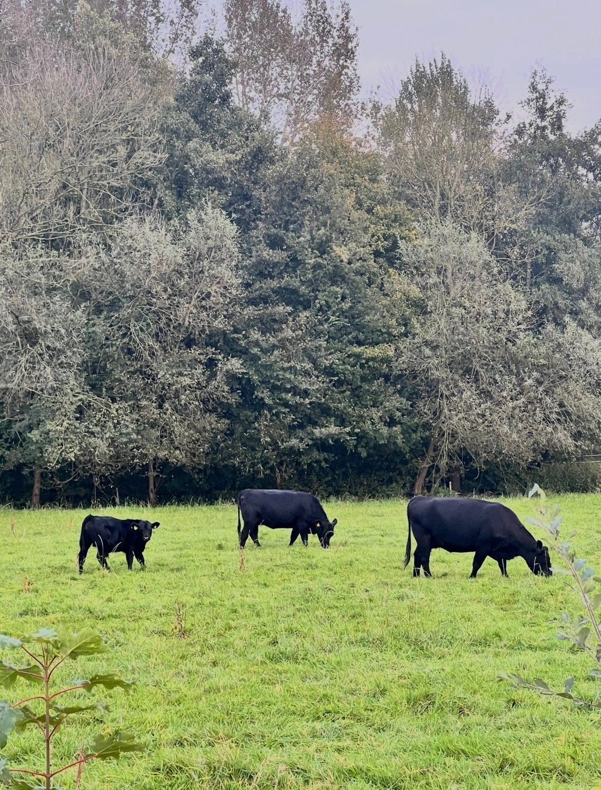 Gezocht: drachtige Anges koe, Dieren en Toebehoren, Vrouwelijk, 0 tot 2 jaar