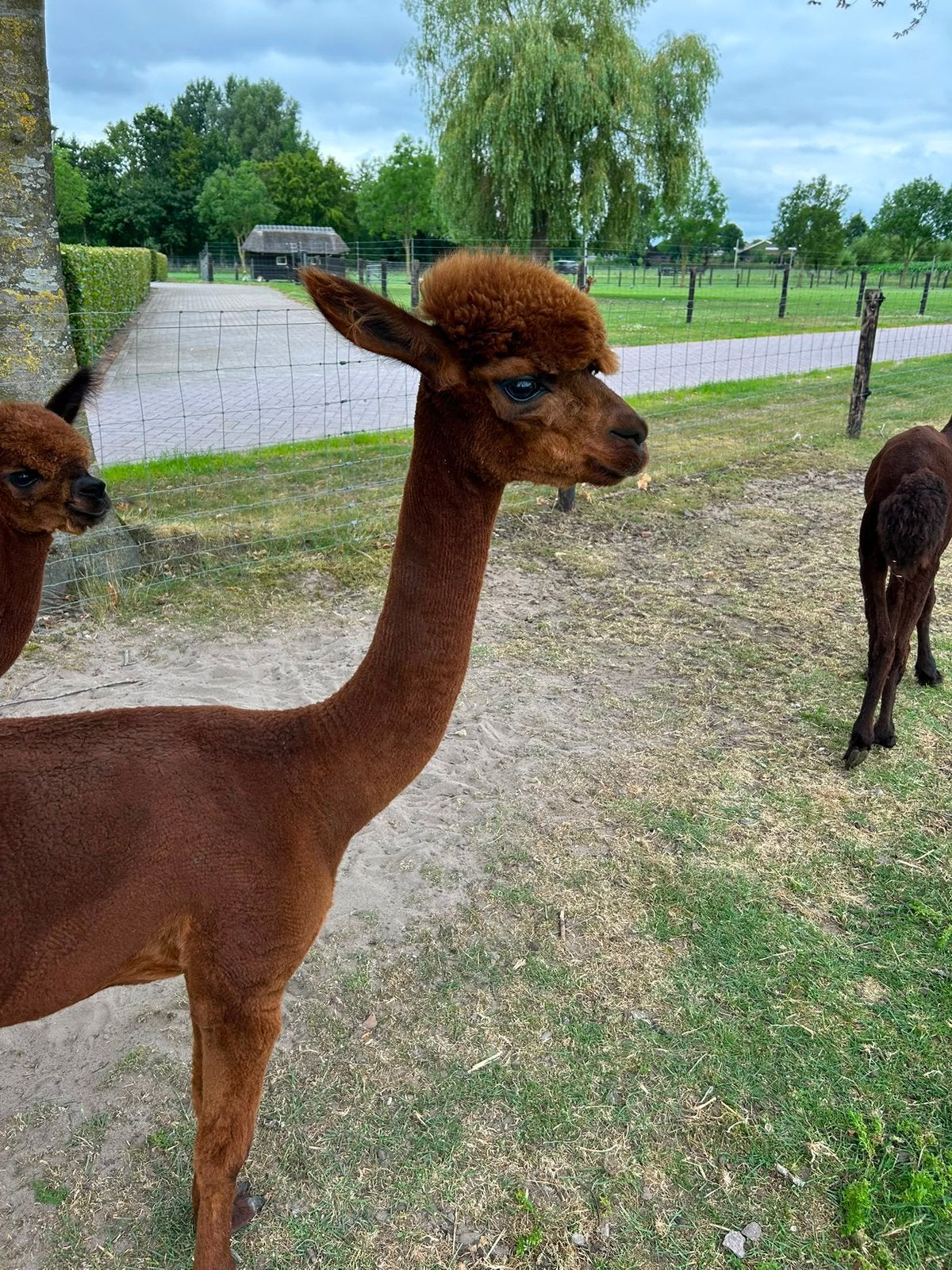 Alpacas VERKOCHT, Juni, Vrouwelijk