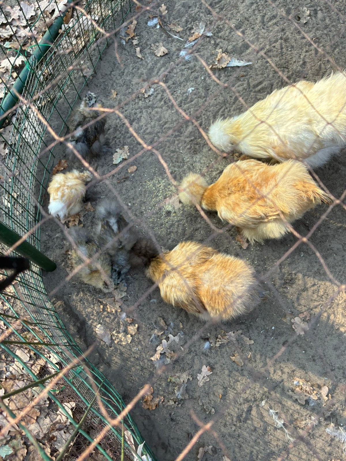 Zijdehoen USA, Dieren en Toebehoren, Meerdere dieren, Kip