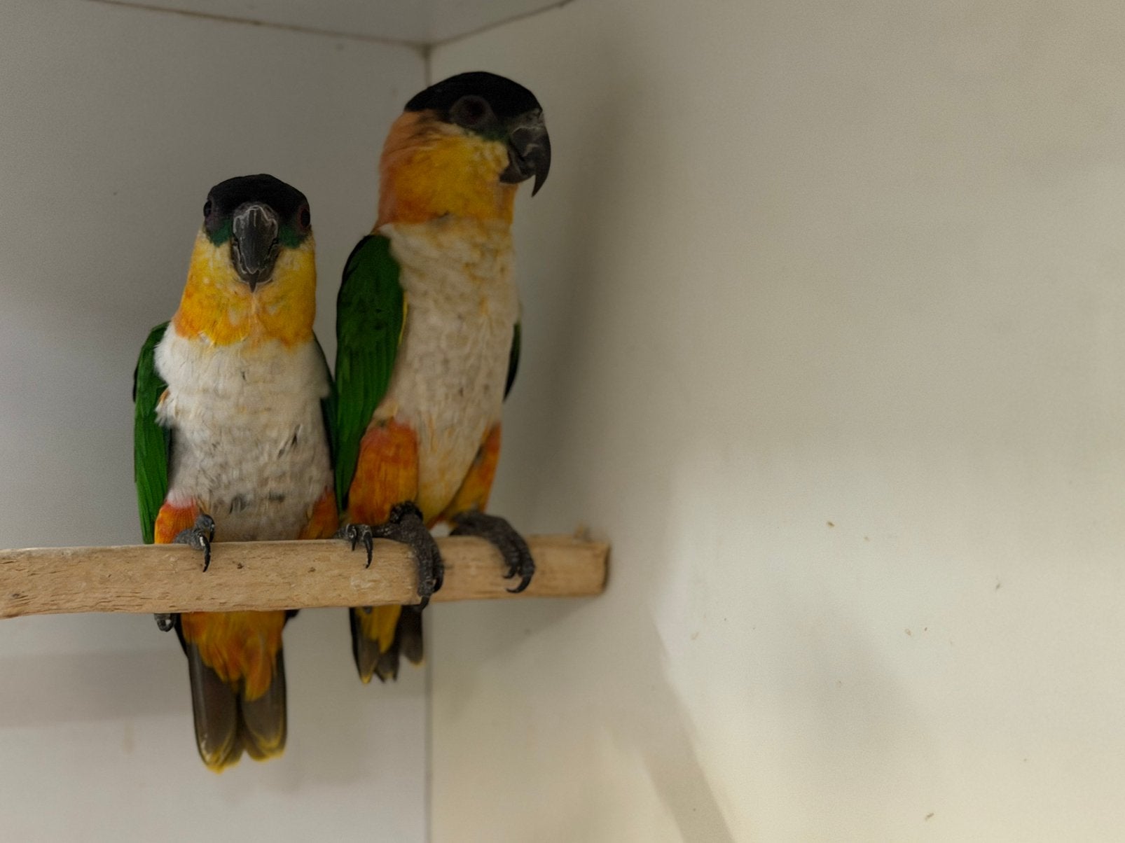 Koppel zwartkop caique, Meerdere dieren, Papegaai