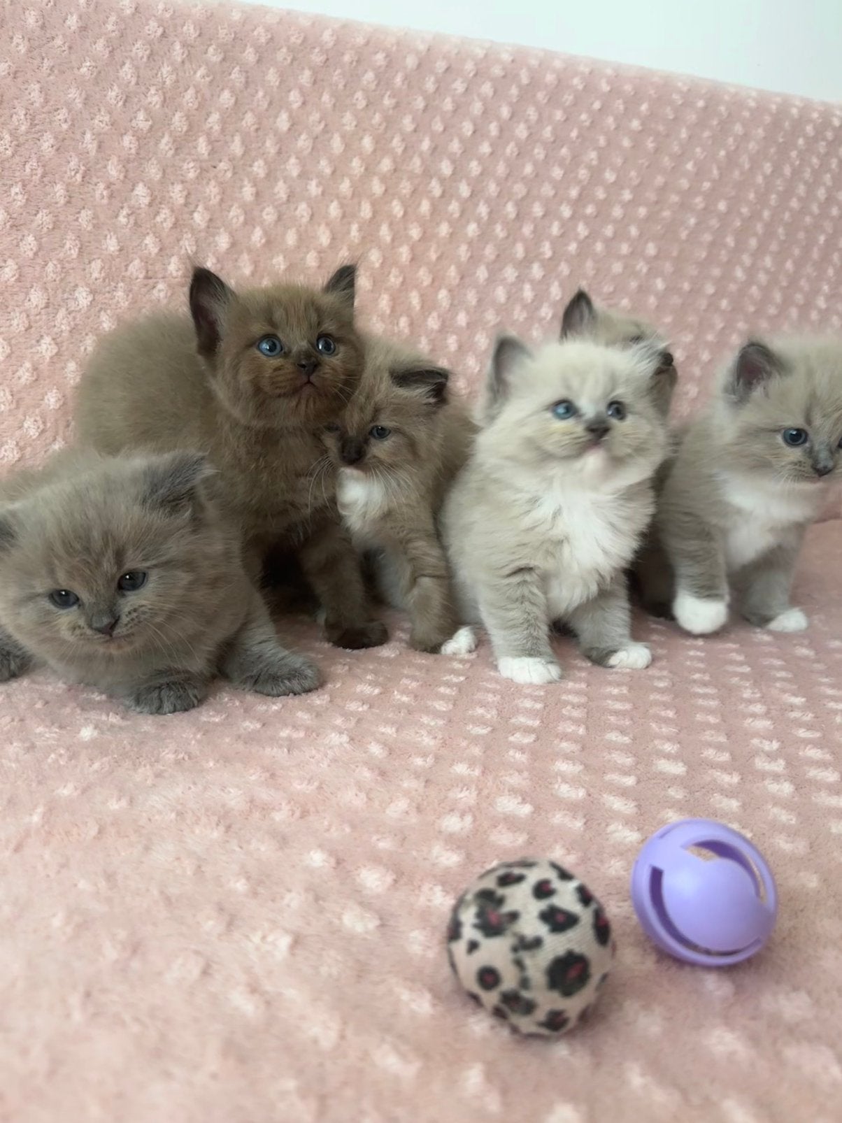 Prachtige ragdoll kittens, Meerdere dieren, Gechipt, 0 tot 2 jaar