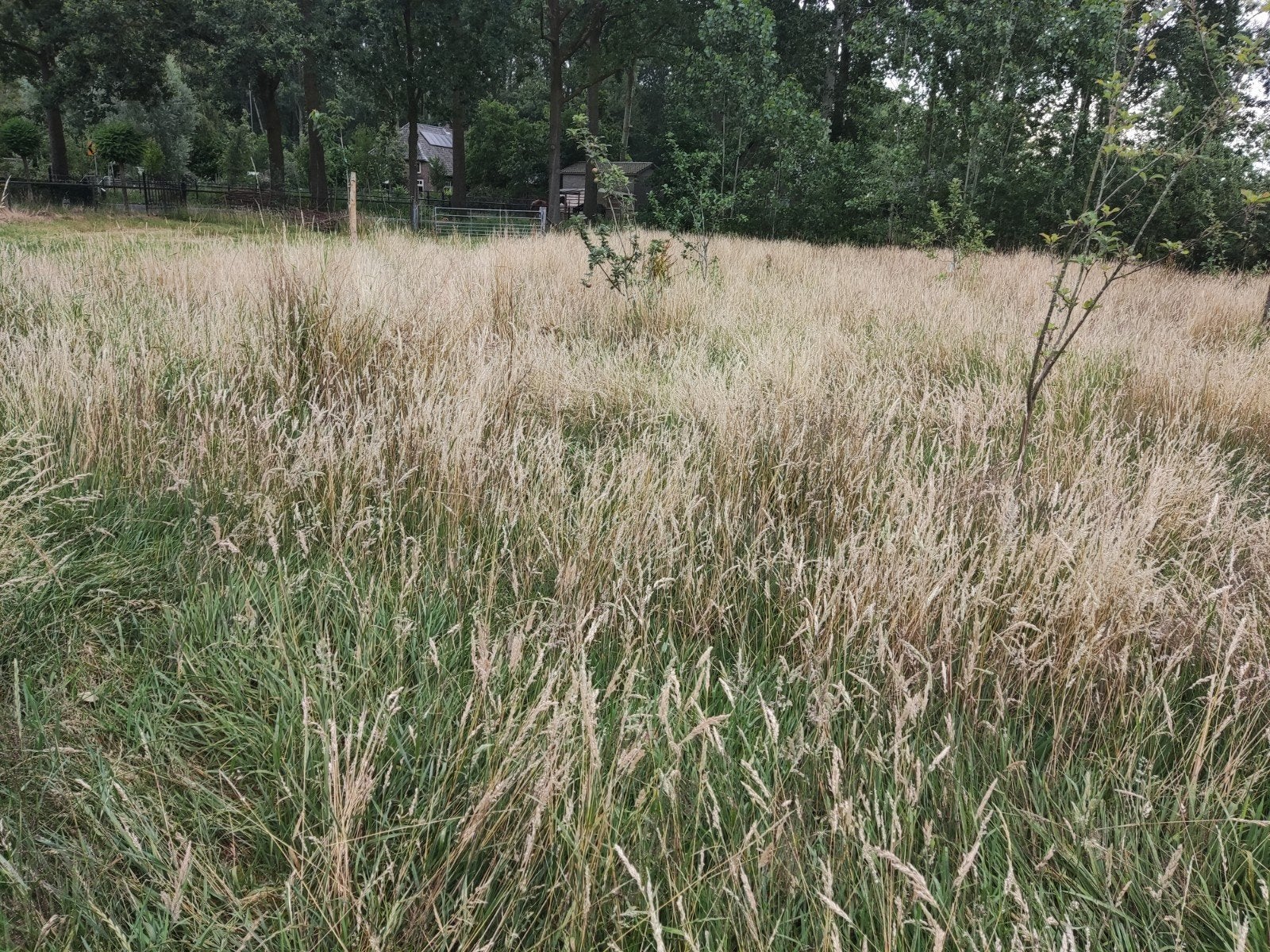 10x biologische hooibalen, Ophalen, Nieuw, Minder dan 10 m²