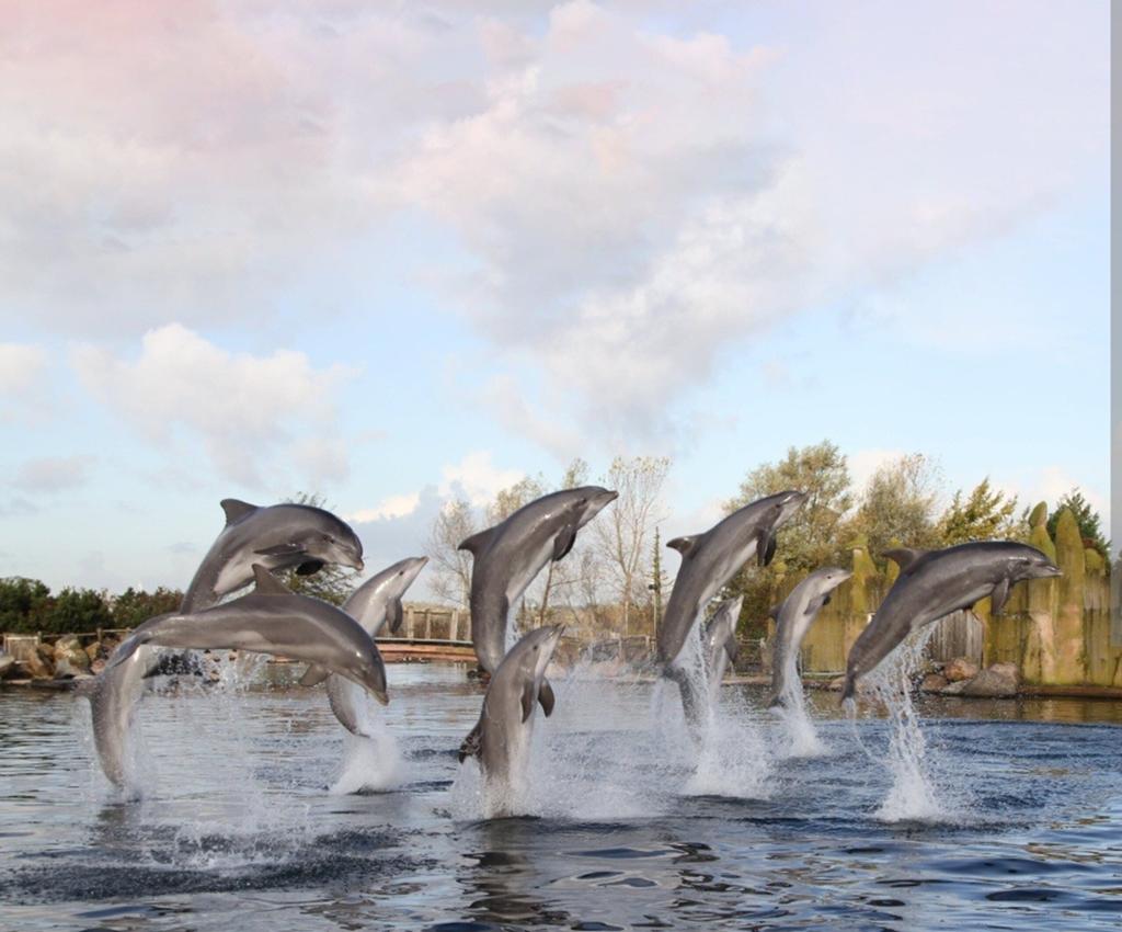 2 tickets dolfinarium, Tickets en Kaartjes, Twee personen