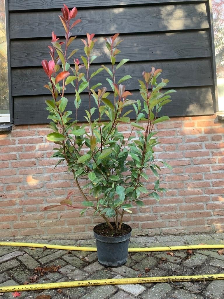Glansmispel (Photinia fraseri 'Red Robin'), Volle zon, Vaste plant, Lente, Ophalen