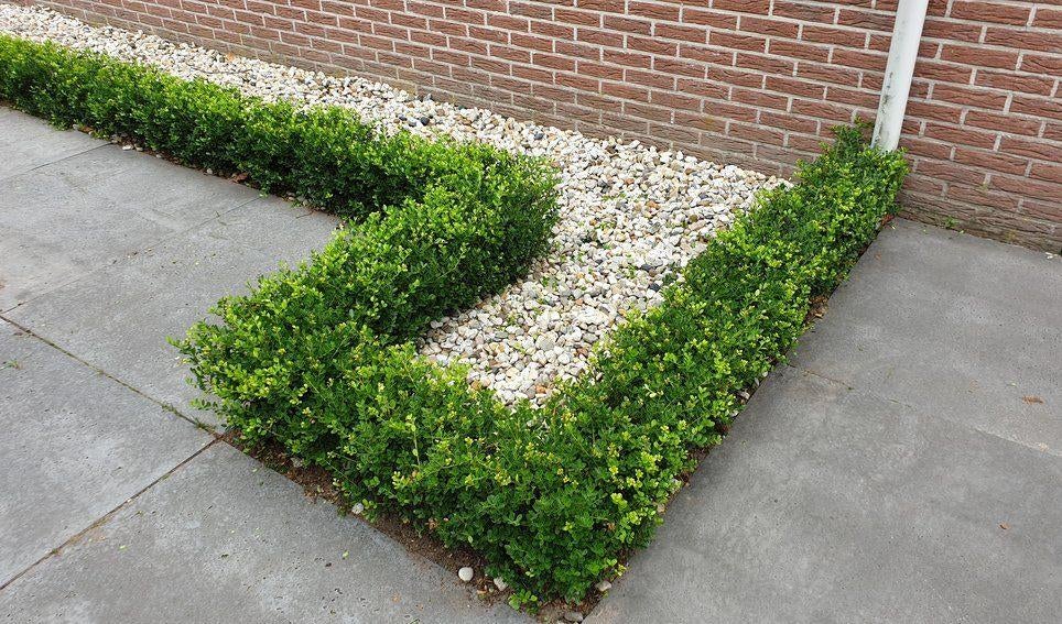 Ilex crenata 'Green Hedge' Buxusvervanger, Tuin en Terras, Planten | Struiken en Hagen, Ophalen, Hulst, Haag, Minder dan 100 cm