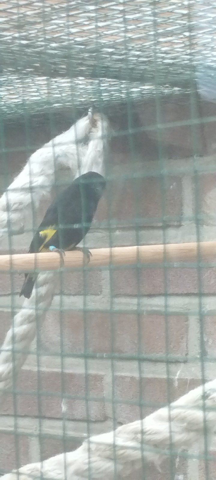 Zwarte Man Sijs Gezocht, Dieren en Toebehoren, Mannelijk, Tropenvogel